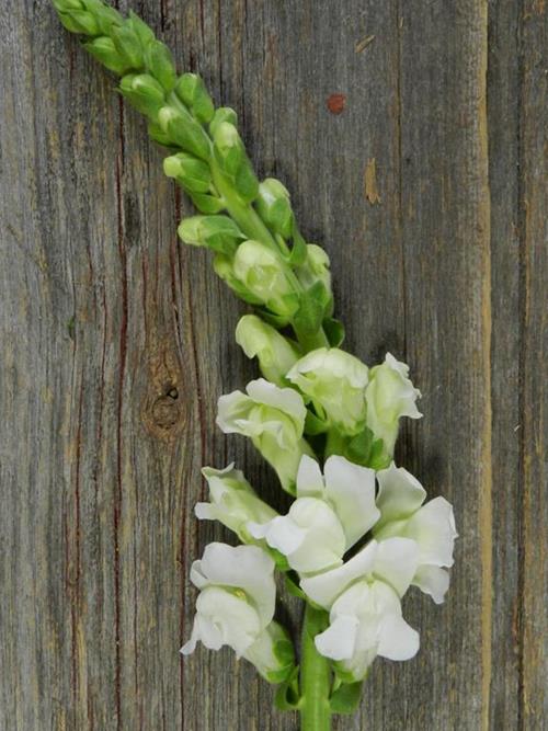 Wholesale White Flowers Online FlowerFarm